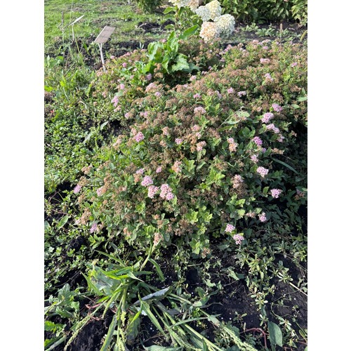 Фото товара Спирея японская  - вид 1