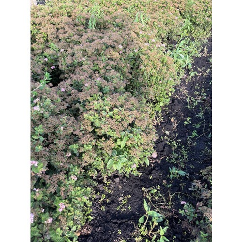 Фото товара Спирея японская  - вид 2