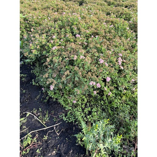 Фото товара Спирея японская  - вид 3