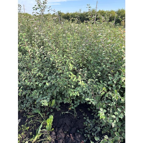 Фото товара Спирея Вангутта - вид 2