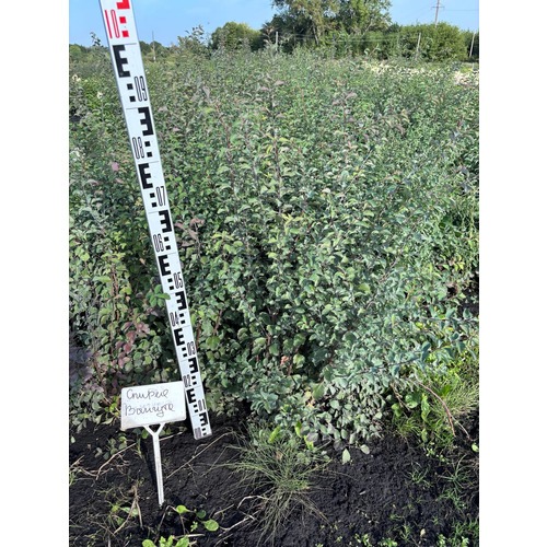 Фото товара Спирея Вангутта - вид 6