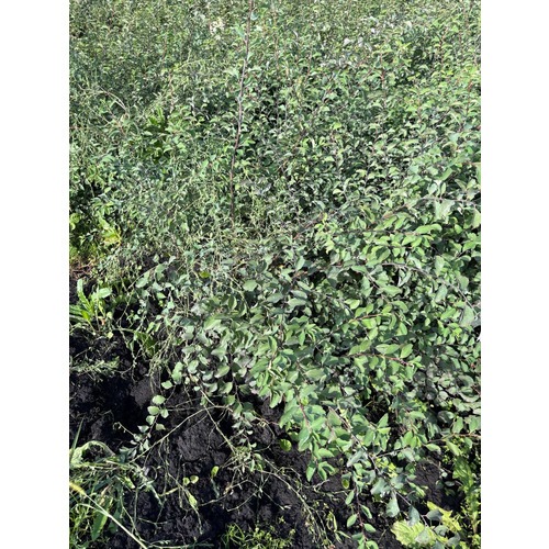 Фото товара Спирея Вангутта - вид 1