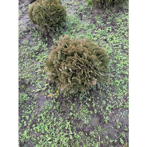 Фото товара Туя Шаровидная Даника - вид 1