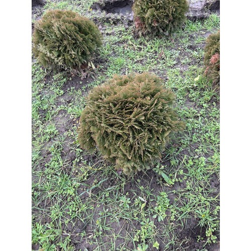 Фото товара Туя Шаровидная Даника - вид 3