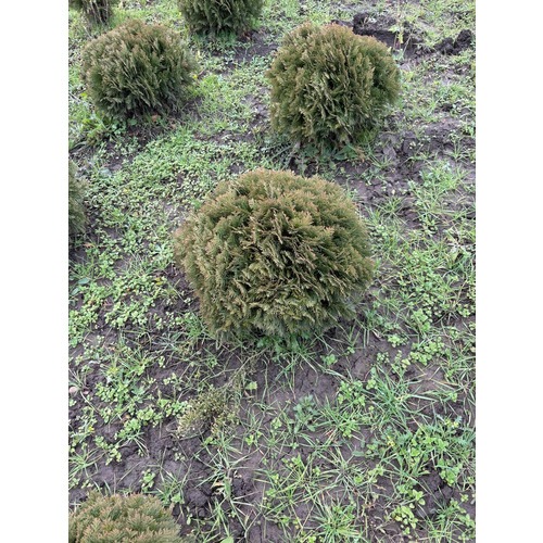 Фото товара Туя Шаровидная Даника - вид 5