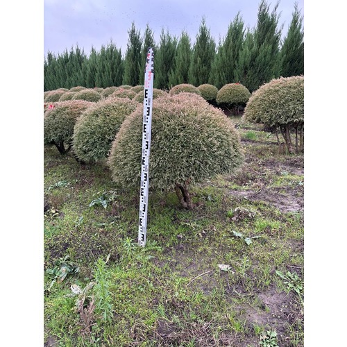 Фото товара  - вид 5