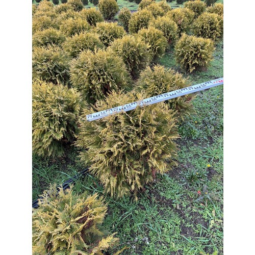 Фото товара Туя Шаровидная Голден Глоб  - вид 6