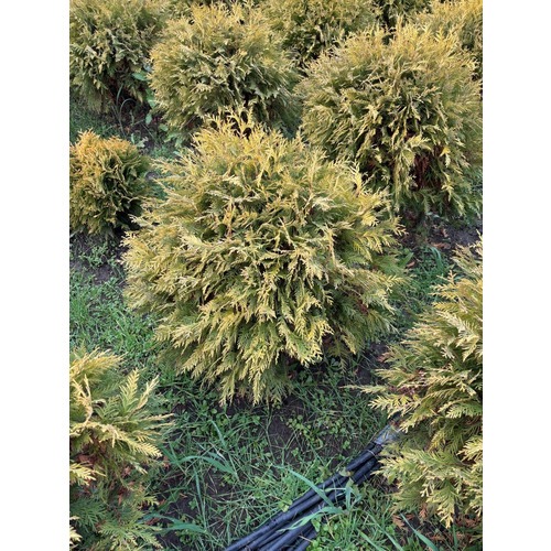 Фото товара Туя Шаровидная Голден Глоб  - вид 5
