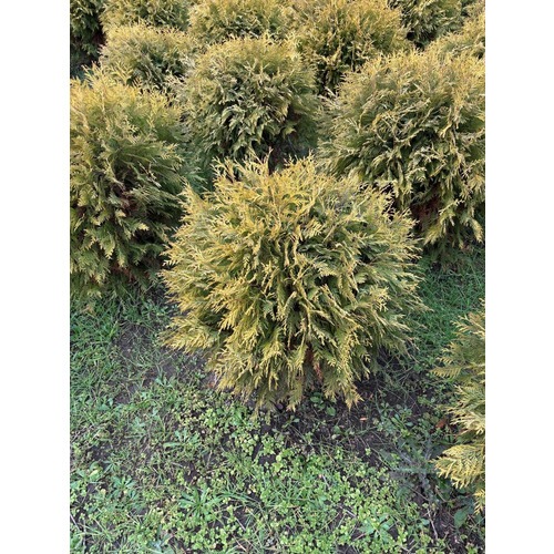Фото товара Туя Шаровидная Голден Глоб  - вид 2