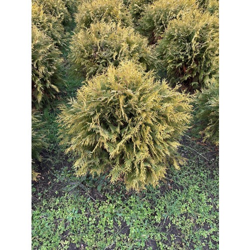 Фото товара Туя Шаровидная Голден Глоб  - вид 1