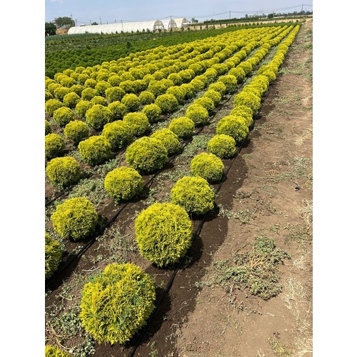 Фото товара Туя Шаровидная Мирьям - вид 1