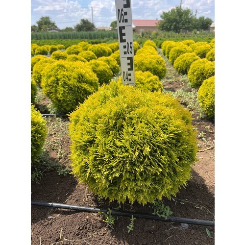 Фото товара Туя Шаровидная Мирьям - вид 2