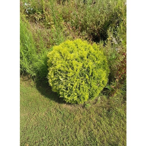 Фото товара Туя Шаровидная Мирьям - вид 3
