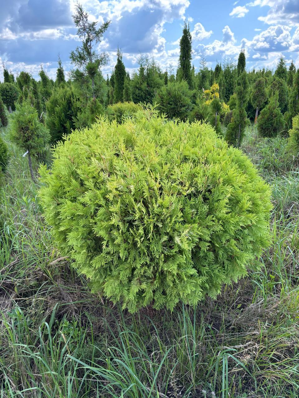 Туя Шаровидная