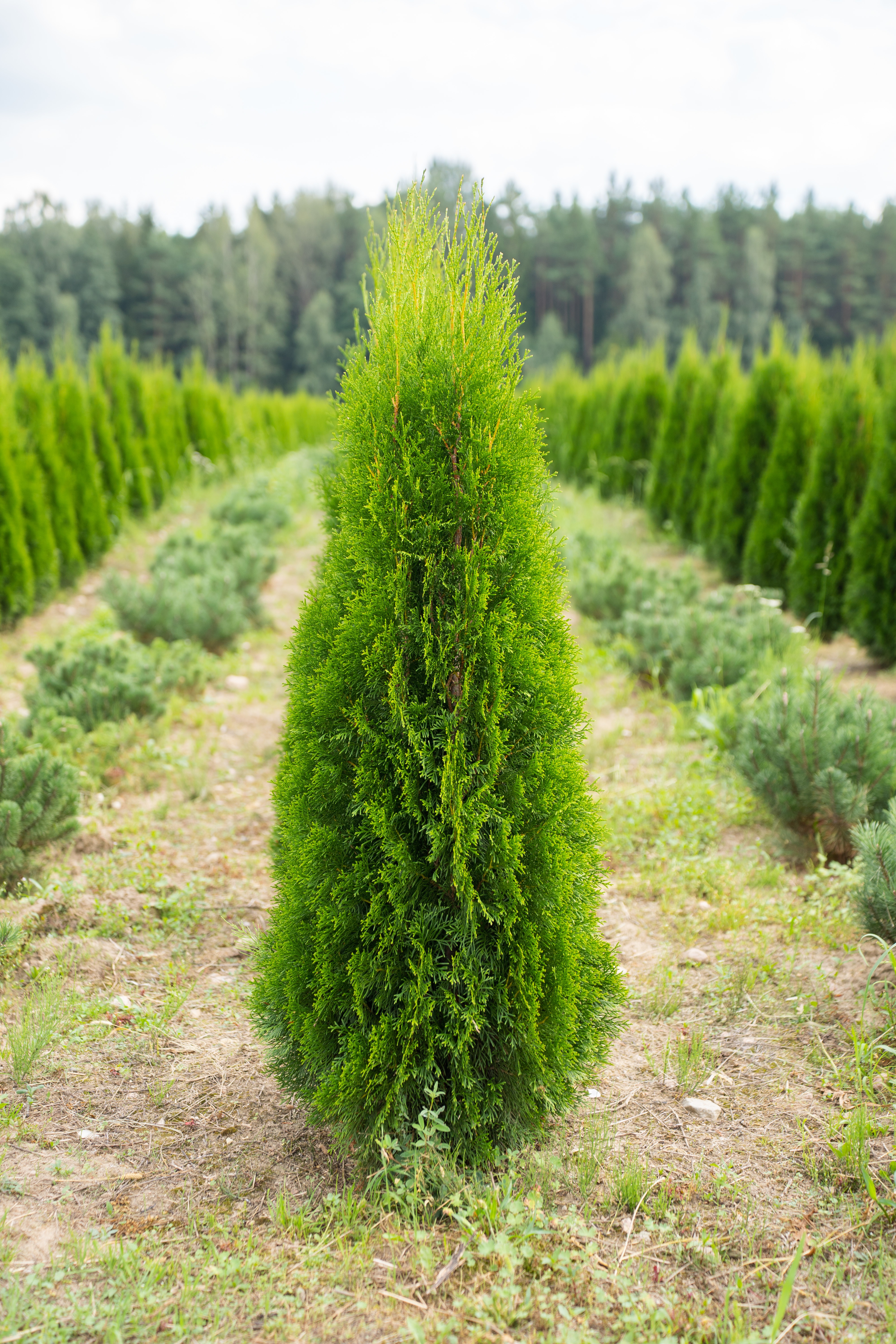 Туя Смарагд