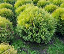 Туя Шаровидная Вудварди