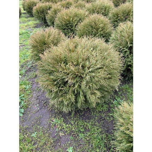 Фото товара Туя Шаровидная Вудварди  - вид 1