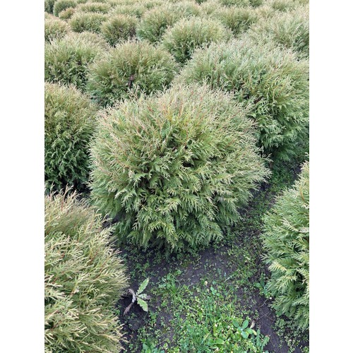 Фото товара Туя Шаровидная Вудварди  - вид 2