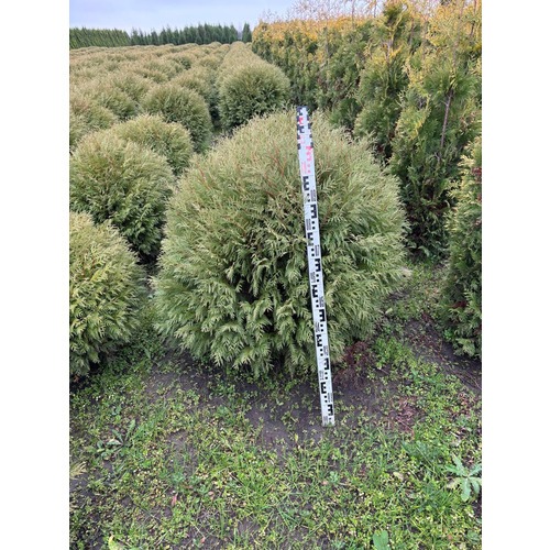 Фото товара Туя Шаровидная Вудварди  - вид 3