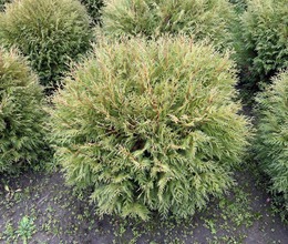 Туя Шаровидная Вудварди