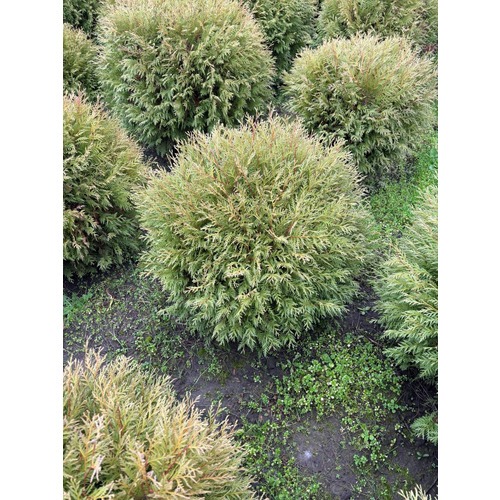 Фото товара Туя Шаровидная Вудварди  - вид 5