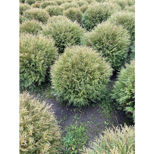 Фото товара Туя Шаровидная Вудварди  - вид 6