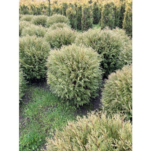 Фото товара Туя Шаровидная Вудварди  - вид 7