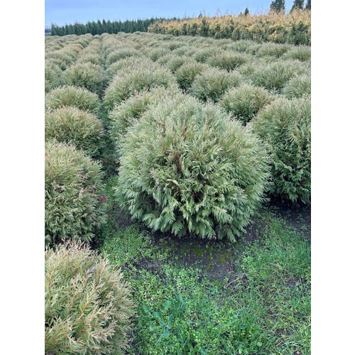 Фото товара Туя Шаровидная Вудварди  - вид 8
