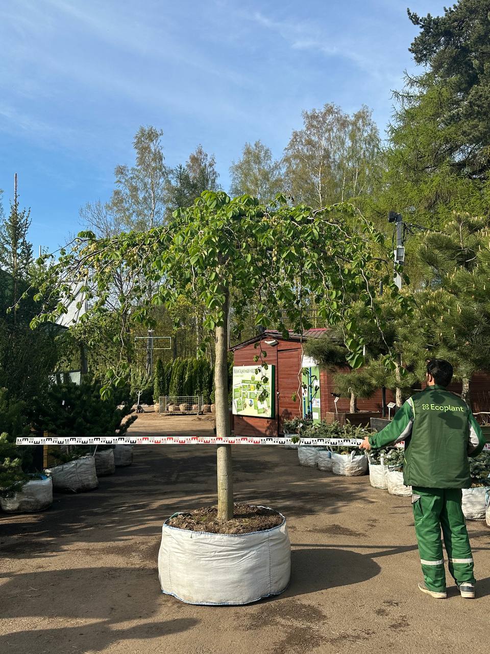 Вяз Шершавый 