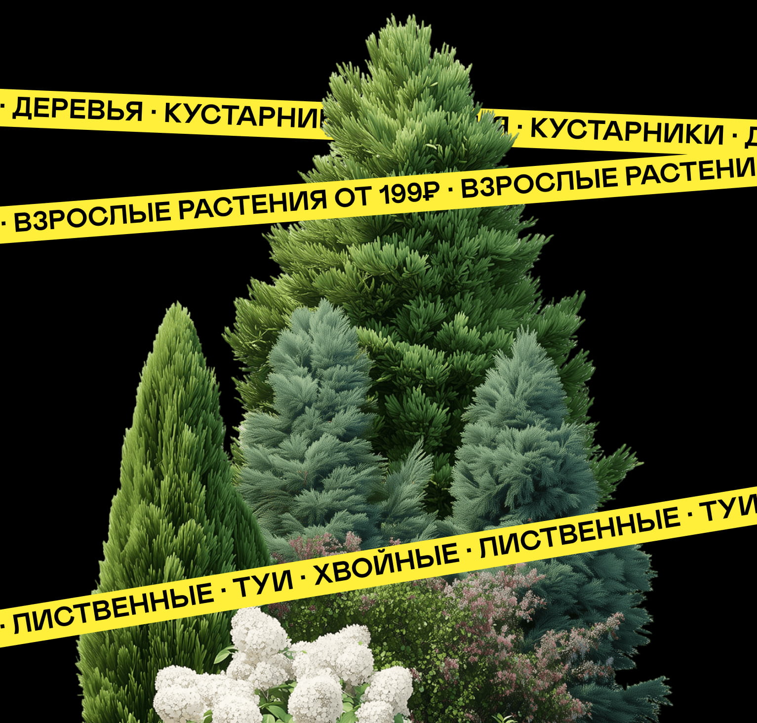 Растения и деревья напрямую из питомника