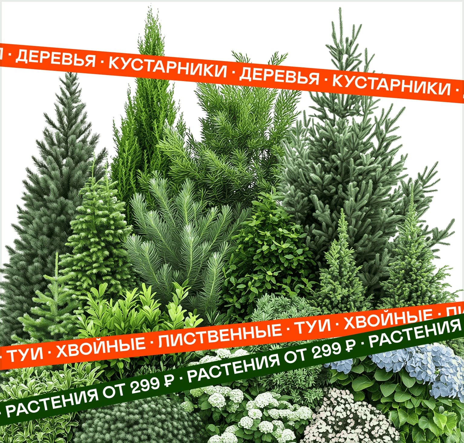 Растения и деревья напрямую из питомника