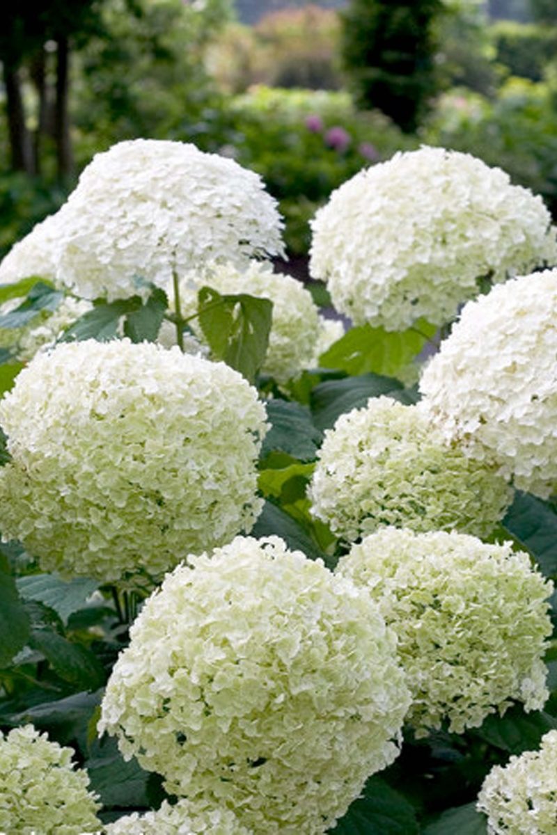 Гортензия Древовидная